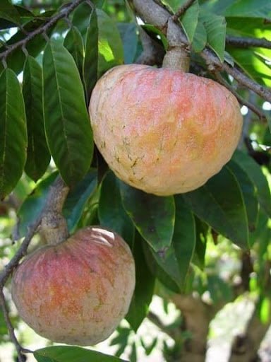 আতা ফল