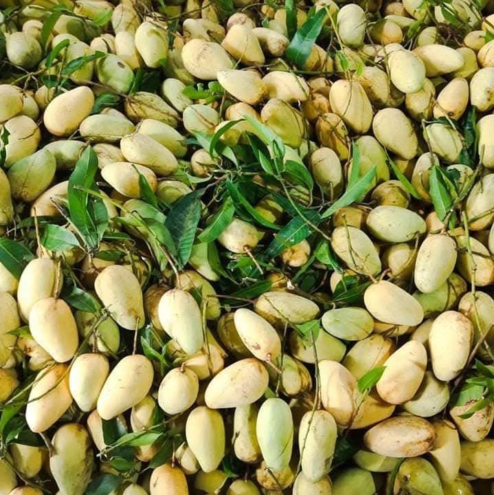 কাটিমন আম
