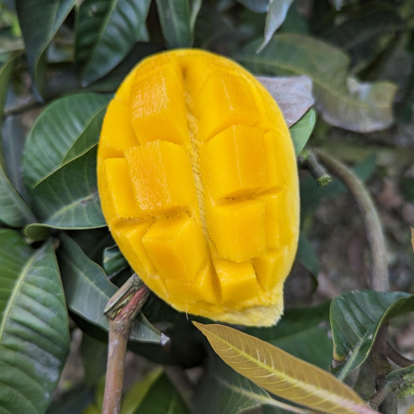 কাটিমন আম