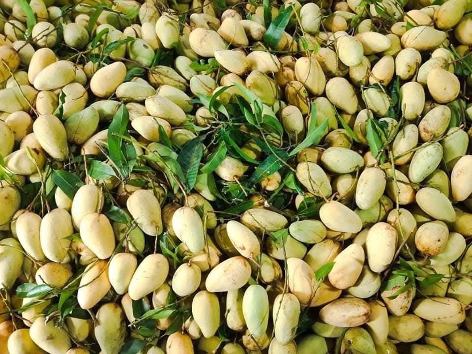 10 কেজি কাঁচামিঠা আম
