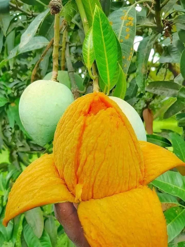 ১০ কেজি গোবিন্দভোগ আম(৩-৪) টা তে কেজি