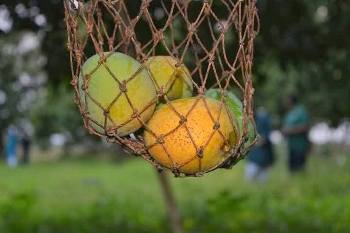 হিমসাগর ১২ কেজি